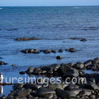石かと思えば１羽のペンギン