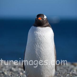 気を付け!姿のジェンツーペンギン