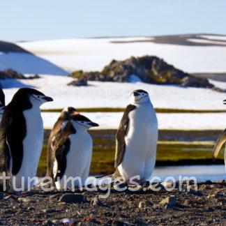 ヒゲペンギン 顎にはおそろいの髭模様