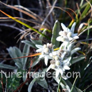 星形をしたエーデルワイス