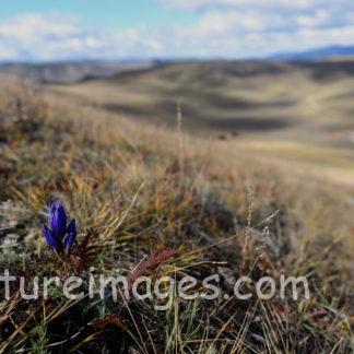草の中でも凛々しく咲く青い花