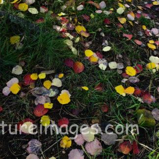 鮮やかな色の落ち葉