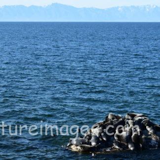 海の中にある一つの島に集まるアザラシ達