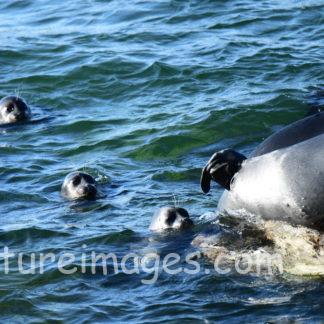 海の中にある島に集まってくるアザラシ達