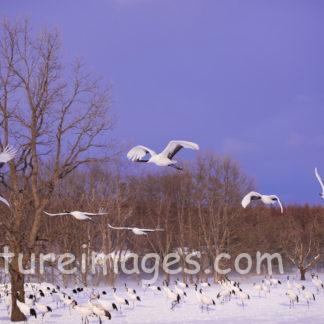 飛び立っていく8羽のタンチョウ
