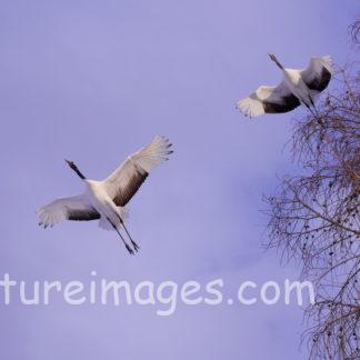 更に高く飛ぼうとする2羽のタンチョウ