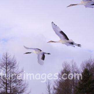 羽を広げて飛ぶ4羽のタンチョウ