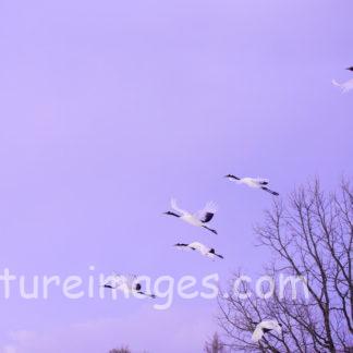 横に並んで飛ぶ5羽のタンチョウ