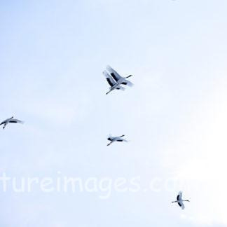 仲間と一緒に飛ぶタンチョウ