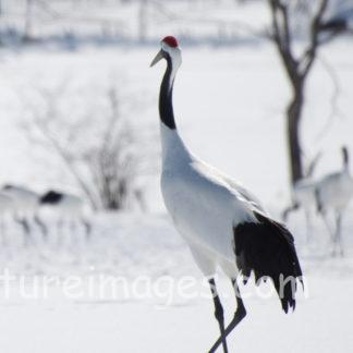 仲間の方へ歩いていくタンチョウ