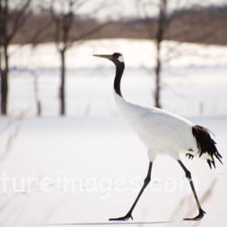 雪の上を歩くタンチョウ