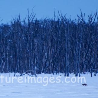 枝にとまるカケス