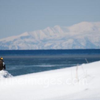 氷の山と海を背にした1羽のオオワシ