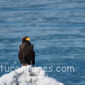 岩の先端で様子を見ているオオワシ