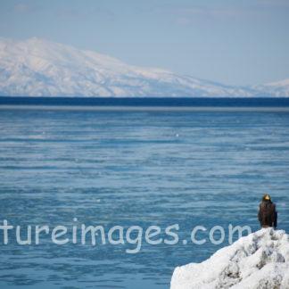 岩にとまるオオワシ