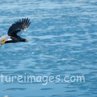 獲物を狙ったオオワシ
