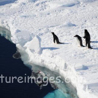 ペンギンさん！次に飛び込むのは誰かな！