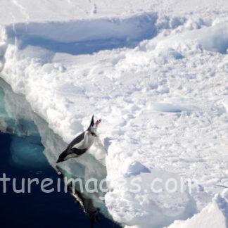ペンギン！入水しまーす！