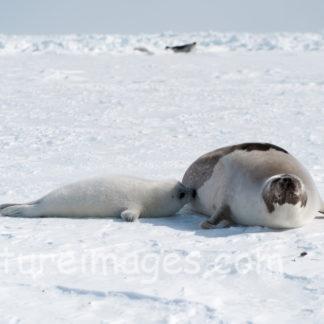 お食事中の真っ白な赤ちゃんアザラシ