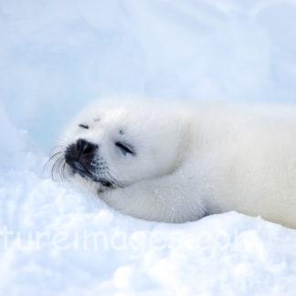 お昼寝中の真っ白な赤ちゃんアザラシ
