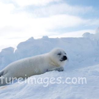 眠たそうな真っ白な赤ちゃんアザラシ