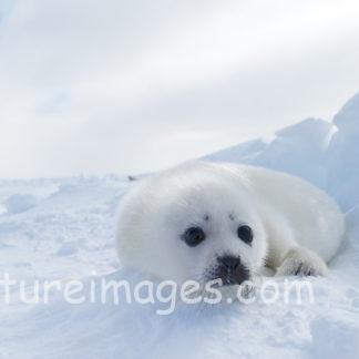 真っ白な雲と真っ白な雪と真っ白な赤ちゃんアザラシ