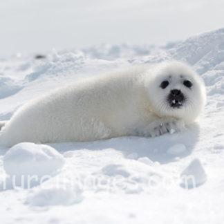 目が真っ黒で可愛い真っ白な赤ちゃんアザラシ