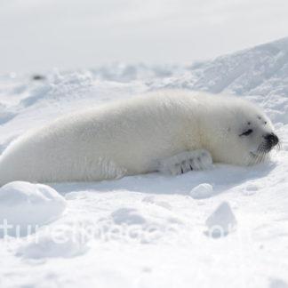 目は開いているのかな?真っ白な赤ちゃんアザラシ