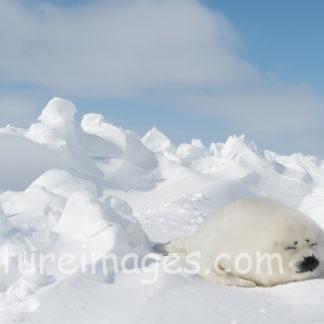 真っ白な雪の上に真っ白なお昼寝アザラシ