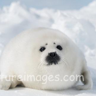 真っ白な雪と一体化した真っ白なアザラシ