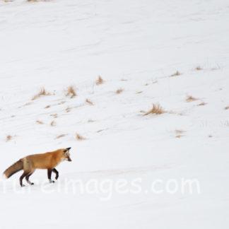 雪の上を歩くキツネ