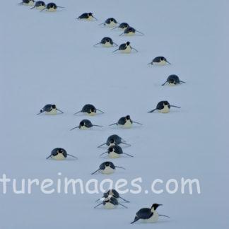 コウテイペンギン 先頭さんは首を上げて安全確認!