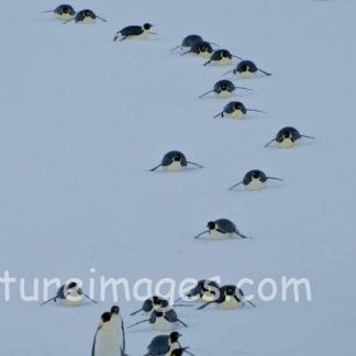 コウテイペンギンお腹が冷えたら休憩?