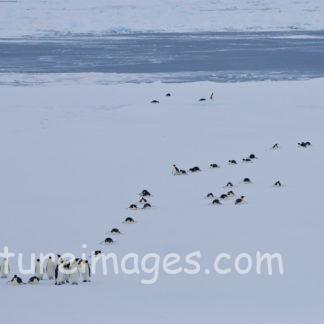 コウテイペンギン ゴールしたら立ちましょう!