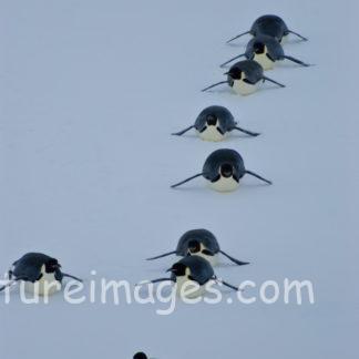 コウテイペンギン 歩くより滑る方が早いです!