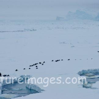 お腹で滑るペンギン達の列