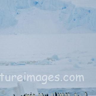 コウテイペンギン達の記念撮影?(縦)