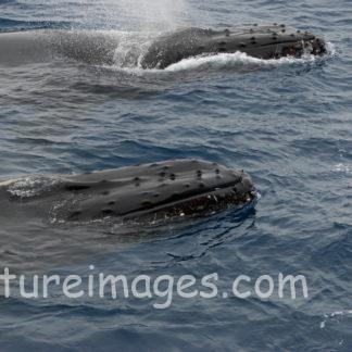 鼻の穴が開いたザトウクジラ