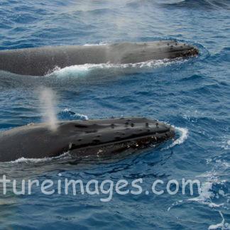 しおを吹く2頭のザトウクジラ