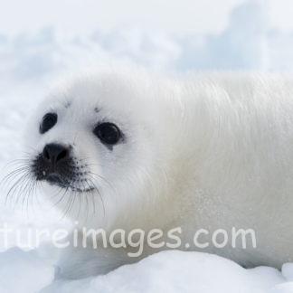 遠くを見つめている真っ白な赤ちゃんアザラシ(横)