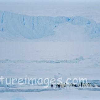 コウテイペンギン達の記念撮影?(横)