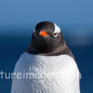 キリっとした顔のジェンツーペンギン