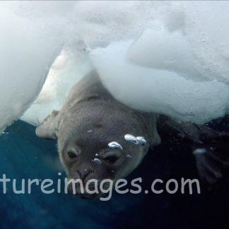 泳ぎの練習中のウェッデルアザラシ赤ちゃん①
