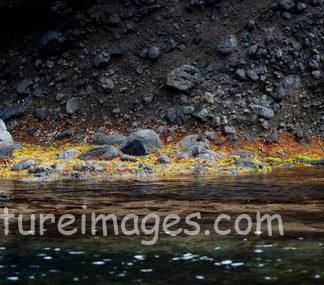 ジャンプするキタキツネ