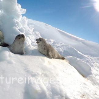 天気が良いので日向ぼっこのウェッデルアザラシ②