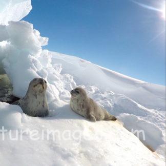 天気が良いので日向ぼっこのウェッデルアザラシ①