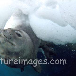 泳ぎの練習中のウェッデルアザラシ赤ちゃん②