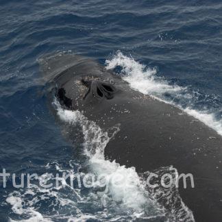 ザトウクジラの鼻のあな