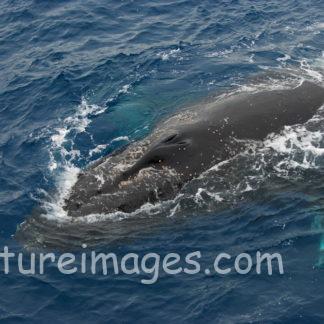 顔を出したザトウクジラ