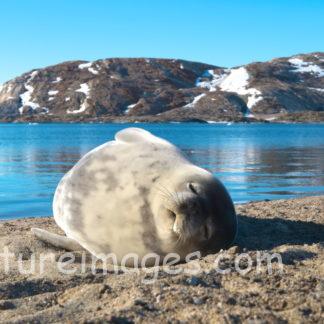 砂の上でお昼寝中の赤ちゃんアザラシ